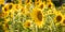 A group of beautiful yellow flowering sunflowers on a field