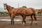 Group of beautiful young horses on pasture in animal farm or ranch, rural livestock or farmland