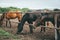 Group of beautiful young horses on pasture in animal farm or ranch, rural livestock or farmland