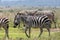 A group of beautiful zebras in nairobi national park in kenya/Africa.