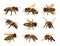 Group of bee or honeybee, Apis Mellifera