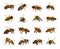 Group of bee or honeybee in Latin Apis Mellifera