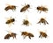 Group of bee or honeybee in Latin Apis Mellifera, european or western honey bees isolated on the white background, golden