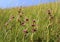 Group of bee orchids ophrys apifera, wildflowers in the meadow