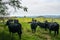 A Group of Beef Cattle in a Mountain Meadow