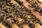 Group of bees near the wooden beehive