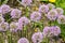 Group of Bees on Purple Allium Flowers