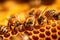 group of bees standing next to each other inside of a honeycomb. biological diversity, work of insects in beekeeping, an