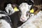 Group of belgian blue calves, one cute calf nosy looking up; in the middle of a group of cows