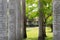 Group of betel trees