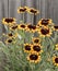 Group of Bi-color Rudbeckia Flowers Blooming Beside Wooden Fence