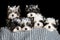 Group of biewer terrier puppies portrait on black background together