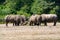 Group of big adult African black rhinoceros eating grass in safari park