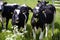 A group of big black and white cow heifers