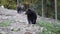 Group of big brown bears in the Carpathian mountains during dawn on a autumn day
