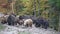 Group of big brown bears in the Carpathian mountains during dawn on a autumn day