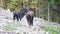 Group of big brown bears in the Carpathian mountains during dawn on a autumn day