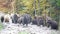 Group of big brown bears in the Carpathian mountains during dawn on a autumn day