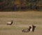 Group of big brown Elks in their natural habitat