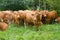 Group of big brown Limousine cows grazing in meadow, France