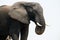Group of big elephants, Loxodonta africana