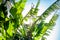 Group of big green banana leaves