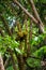 Group of big Green tropical fruits of Jackfruit Artocarpus heterophyllus.