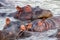 Group of big hippopotamuses swimming in a swamp captured in a forest