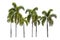 Group of big palm trees with full leaves isolate image