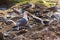 Group of the big yellow-legged gulls looking for food on the volcanic shore of the Atlantic Ocean in the area of Essaouira in