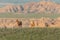 Group of Bighorn Sheep Grazing