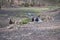 Group of billy goats and goats standing outdoors in front of a river at Brudergrund Wildlife Park, Erbach, Germany