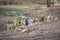 Group of billy goats and goats standing outdoors, looking at camera, in front of a river at Brudergrund Wildlife Park, Erbach,