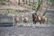 Group of billy goats and goats standing outdoors in a row at Brudergrund Wildlife Park, Erbach, Germany