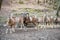 Group of billy goats and goats standing outdoors in a row, looking at camera at Brudergrund Wildlife Park, Erbach, Germany