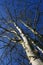 Group of birch / birches with white trunk on a blue sky