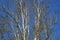 Group of birch / birches with white trunk on a blue sky