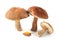 Group of Birch bolete mushrooms on white isolated background.