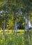 Group of birches in tall green grass at the edge of the forest in the rays of the setting sun. Sunsets and sunrises, forests,