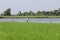 The group bird on Green rice field and canal in countryside at thailand