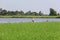 The group bird on Green rice field and canal in countryside at thailand