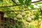 Group of birdhouse gourds and bitter melon hanging on vines at organic backyard garden near Dallas, Texas, USA