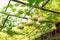 Group of birdhouse gourds and bitter melon hanging on vines at organic backyard garden near Dallas, Texas, USA