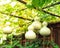 Group of birdhouse gourds hanging near wooden fence at organic backyard garden near Dallas, Texas, USA