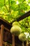 Group of birdhouse gourds hanging near wooden fence at organic backyard garden near Dallas, Texas, USA