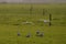 Group of birds flying and a flock of birds eating in the grass. Selcective focus