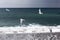 Group of birds flying over the Pacific ocean.