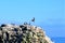 Group of birds gathered on the top of a cliff and a single seagull separated from them