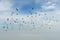 Group of birds gliding on cloud and sky
