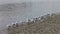 A group of birds gulls on a pier near the river